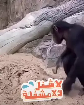 لا شغل ولا مشغلة 🤣😂💔#fy#fyp #foryoupage #viral #fypシ゚viral