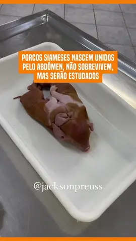 Já tinha ouvido falar em algum caso assim? #TikTokNotícias #Biologia #Genética #UNOESC #Porcos