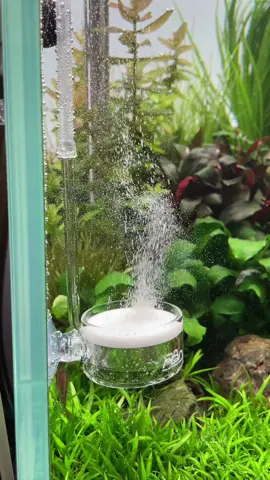 ADA CO2 Twist Counter & ADA Pollen Glass Beetle 😍 #aquarium #aquascape #aquascaping