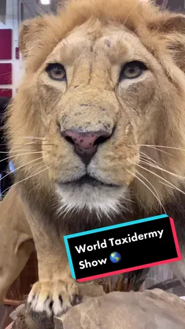 World Taxidermy Show 2022 🦒🦁 I couldn’t get all of them, but here’s only a handful of my favorites #taxidermy #taxidermist #animals #wildlifeart#art