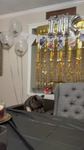 We want to thank EVERYONE for following us!!! We did this live last night to celebrate 11k and we are so blessed to be at 15k!!! Thank you all💙 #gottilovesu #iamgotti #firstlive #followme #weloveourviewers #pupsoftiktok #americanbullyxl
