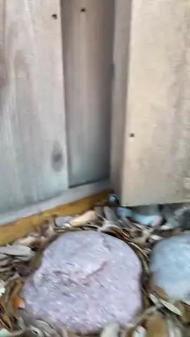 Little bunny has heart attack when man saves it #Cute #Rabbit #Animalsoftiktok #Viral #Fyp #foryou