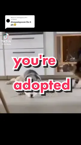 Reply to @nothingness311 Cr video @KLR Dubs THAT'S IMPAWSIBLE! 😧#japanese #dub #animals #fypシ