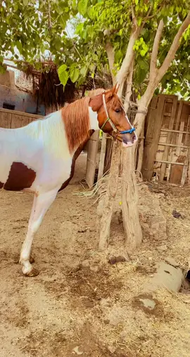 #كابتن_محمود_سامي