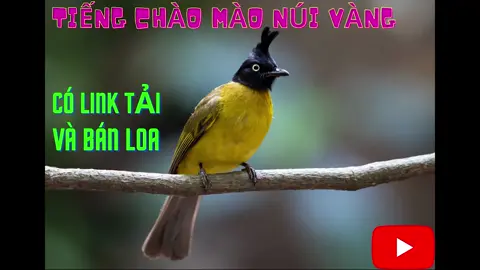 Tiếng chào mào núi. Vào trang Teoanh.com - mục 