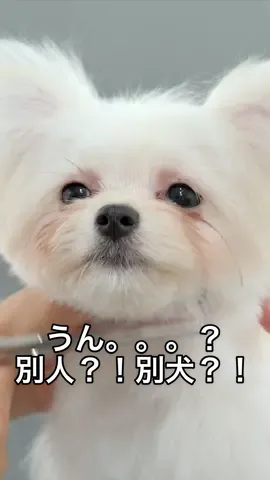 大きいお耳がチャームポイントかな？🥹 #maltese #pomeranian #マルポメ #マルチーズ #ポメラニアン