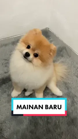 cm butuh dua baterai, hbs itu dinyalain udah bs geleng2 ☺️ #browniethepom #dogsofttiktok #pomeranian #PetsOfTikTok #anabul #xyzbca #cutedog #doglover