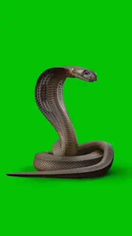 Phong Xanh Rắn Hổ Mang cho bạn nào cần #random