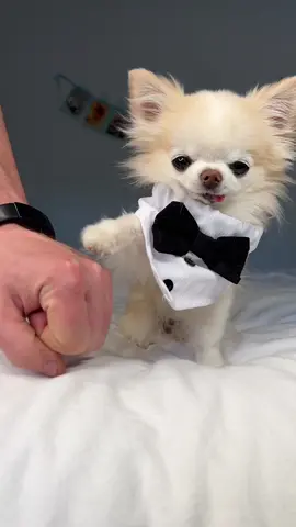 Here comes tiny Cedric dressed to impress the ladies 😉