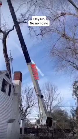 🎦 Credit:-@Wilson Heras #treesurgeon #treecutting #OhNo #ohnonononoo #fyp