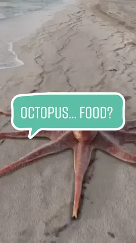 Would you eat it? #octopus #crawling #seacreature
