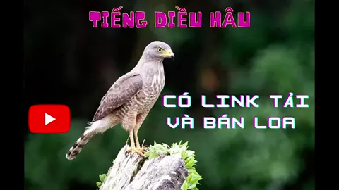 Tiếng Diều Hâu. Vào trang Teoanh.com - mục 