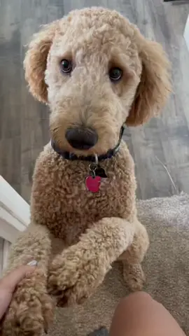 It’s the eyes for me 🥹 #puppylove #dogtiktok #dogsofttiktok #dogmom #cutestdog #fyp #foryoupage