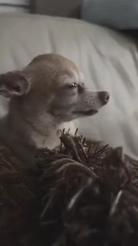 #sad #chihuahua #vibes #canwekissforever? #longday #rain #latenight #cry