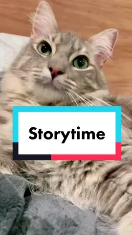 Esperen al final 🤭🐾 #gatos #gatostiktok #mascotas #gracioso #storytime