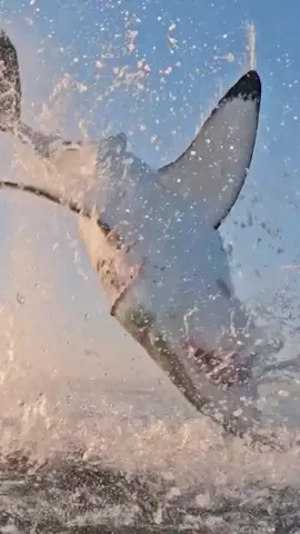 Great white shark jumping out of the water 🦈  #nature #natureisbeautiful #amazingnature #shark #greatwhiteshark #sharkattack #ocean #oceanlife