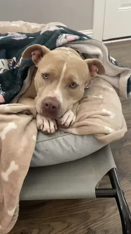 When you get snackies brought to you in bed. #fyp #dogs #cutedogs #treatos #pitties #perfect