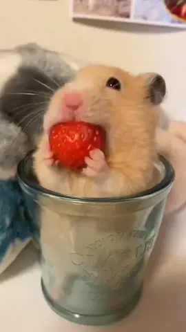 #chomik #śmiesznezwierzaki #słodkiezwierzaki #hámster #mascotadivertida #mascotaslindas #hamster #funnypet #cutepets #🐹