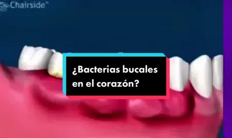 De esta forma más bacterias de tu boca pueden llegar a tu corazón y provocar enfermedades como la endocarditis bacteriana (inflamación de una de las capas del corazón.) Te recomiendo realizar visitas periódicas al odontologo para evitar este tipo de patologías. #odontologia #odontologatiktok #dentist #dentistry #orthodontist #dentistaentiktok