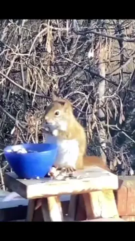 My squirrel got drunk again 🤦‍♂️ 🐿 #fy