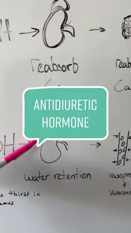 Antidiuretic Hormone (study aid only) #adh #diuretic #antidiuretichormone #vasopressin #hormones #endocrine ##anatomy #anatomyandphysiology #physiology #bio135 #lccc #student #nursing #lab #studyaid #finalexams
