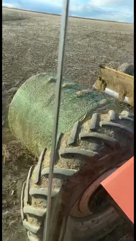 Old dry bale had to go. Didn’t want to roll had to burn #cowchow #farmtok #plant2022 #saskatchewan #tractorsexy #workhorse #case9110#leonblade