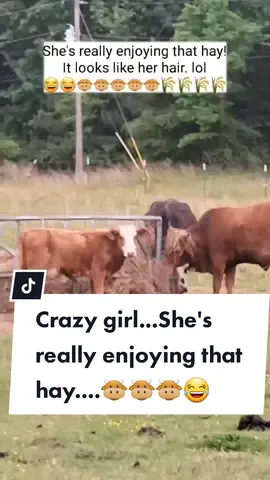 I just thought this was so cute. 😂🐮#youcrazygirl #farmliving #cowtiktok #cowsoftiktok🐄 #countrylifestyle #countryliving  #countrylivingatitsbest #farmlifebestlife