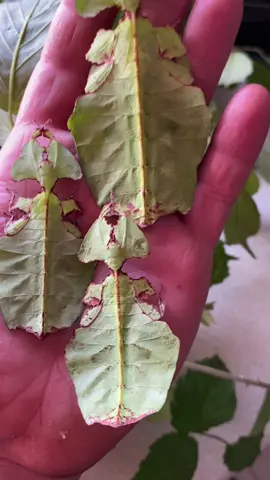 El precioso insecto hoja gigante. #insectohoja #insecto #hoja #camuflaje #leafinsect #insect #leaf #plant #camouflage #camo #cute #animal #animals #animallover #viral #viralvideo #foryou #foryourpage #fyp #trend #parati #parami #lentejas @bicheandoafull