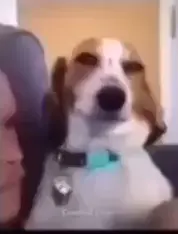 yt1s.com_-_Smiling_Dog_Meme