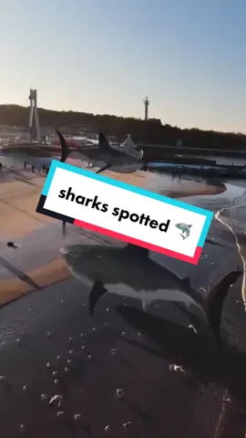 sharks spotted at the Baltic Sea #vfx #aftereffects #satysfyingvideo #sharks