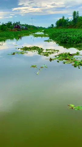 Một buổi chiều trên sông lục bình. 🌾🌾🌾🌾🌾🌾🌾🌾sông nước bình yên