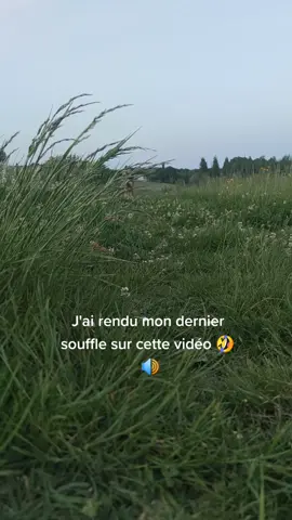 Son nouveau de me faire des feintes 🤣 il me respecte pas ce chien. J'ai fini le 🍑 par terre. #malou #malinois #k9 #pets #puppy #dog #fyp