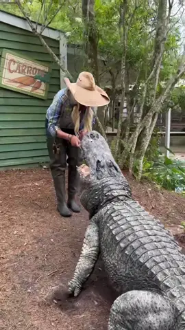 Talking alligator?  #soundon🔊 #gatorland #alligator #crocodile #cocodrilo #SelfCare #LetsPlay #americanidol