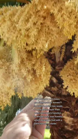 Don't mind me... just diddling a male palm tree for its pollen. aka PALM TREE SPERM! #palmtree