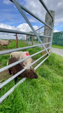 Today we went to the farm and Grayson enjoyed feeding the baby sheep 🐑 (until they escaped) #toddlersoftiktok #kidsoftiktok #toddlermom #fyp #foryoupage #funnykids #cuteanimals #babyanimals #farmfriends #farmlife #kidsandanimals #cutekid