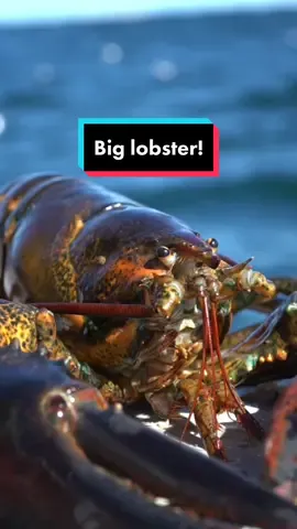 Reply to @cartiernd  #catchoftheday #fishing #oceancreatures #lobsterfishing #lobster #seafood #🦞 #maine #207 #fy #fyp