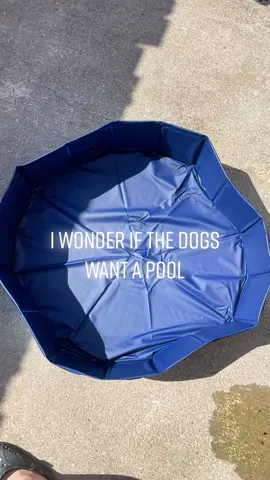 Pool days to come🍯🐕✨🖤!                    #doglover #petlover #rescued #rescuedog #adopt #Summer #hot #rescue #fyp #pitmix #adoptdontshop #foryoupage #tiktok #music #Love #loveyou #trending #viral #fypシ #10MillionAdoptions￼ #puppy #dog #mutt #mixed #pool #poolparty