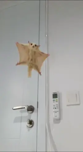 Akhirnya jago terbang juga si UPI #sugarglider #ibelieveicanfly #leucistic #sugargliderindonesia