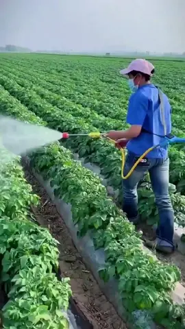 Spraying The Potato Fields 😎#farming #agriculture #farmlife #tool