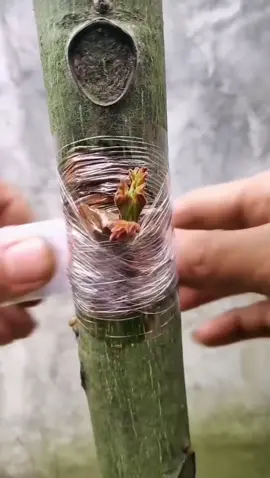 #grafting #graft #graffitiart #gardening #graffitiforyou #garden#graftingtechniques #gardenlife #嫁接 #嫁接技术 #fruittree #fyp
