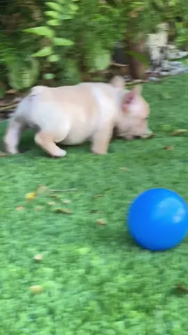 #puppy #frenchbulldog #miamiregalblues #frenchie #frenchiesoftiktok #パイド