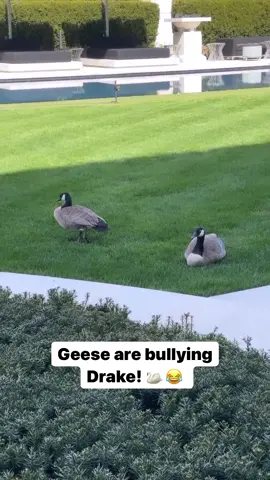What y’all naming these two?!  👇🦢😂 #celebrity #relatable #viral