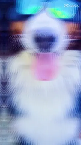 m'y dogy dog #animals #pet #dog #funny