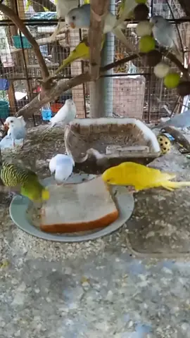 Sarapan pagi dulu gais #luffyadvantures #burungbaji #morning #fyppppppppppppppppppppppp #fypシ゚viral #fypsounds #fypage #fypdongggggggg #fyp #fypp