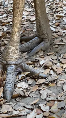 El ave más peligrosa del mundo, el casuario. #casuario #velociraptor #dinosaurio #peligro #danger #ave #pajaro #monstruo #bird #monster #biology #biologia #AnimalFacts #facts #cute #animal #animals #animallover #viral #viralvideo #foryou #foryourpage #fyp #trend #parati #parami #lentejas @bicheandoafull