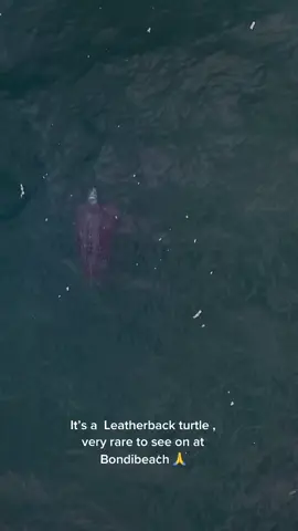 So awesome to spot this unique #leatherbackturtle #fyp