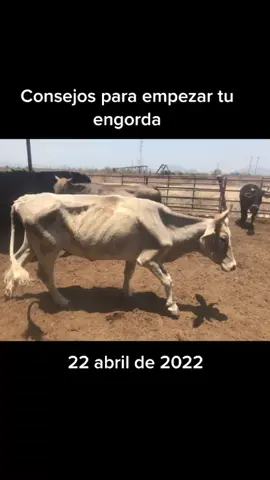 Les dejo unos consejos para empezar su engorda amigos. #engordadeganado #vacas #ganado #consejosparaengordarvacas #toros #ganaderos #ganaderias