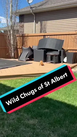 Saturday’s Rare Wild Chug footage. #dogtok #chugsofinstagram #wildbeast #offniche #fyp @kimberr19 @mamajanwee
