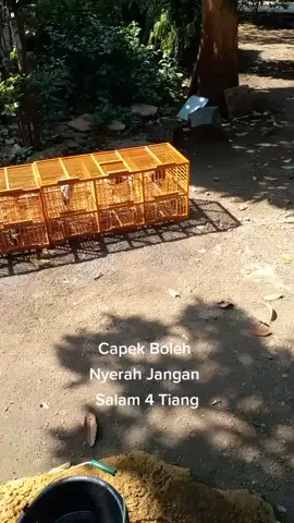 Banyak anak didik banyak Rezeki. #Bismilah #merpatilovers #merpatikolong #merpatiindonesia