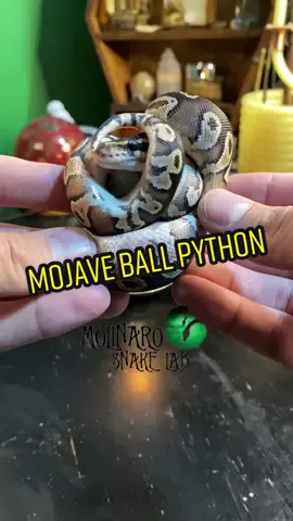🐍 The Mojave should be a staple morph for any ballpython enthusiast! 🧪 #mojave #10MillionAdoptions #sawa #الثعبان #royalpython #ballpython #witchy #cute #cutepets #fortnight #Königspython #pokemon #pitón #fyp #pets #petsnake #animals #magic #snakes #slytherin #babysnakes #BEL #blueeyedlucy #leucistic #snakes